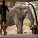 Serengeti. Un éléphant au bureau